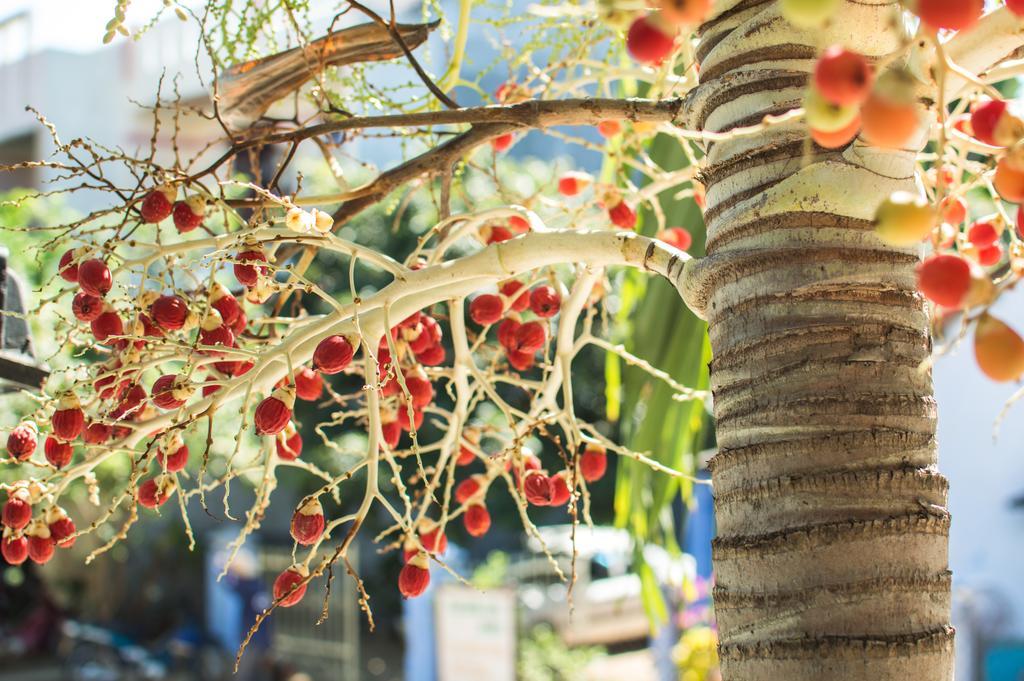 Areca Homestay Hoi An Luaran gambar