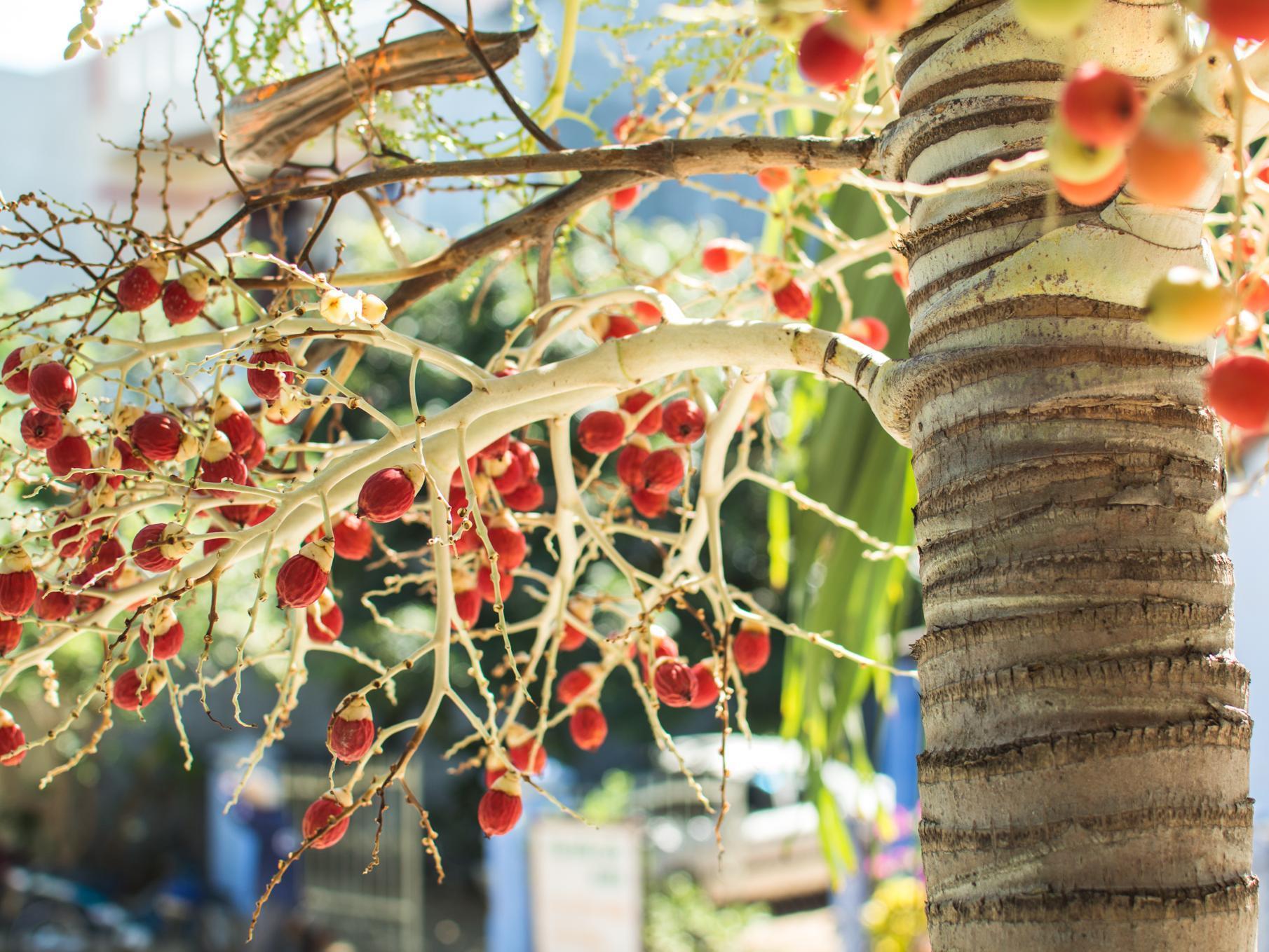 Areca Homestay Hoi An Luaran gambar